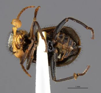 Media type: image;   Entomology 24220 Aspect: habitus ventral view